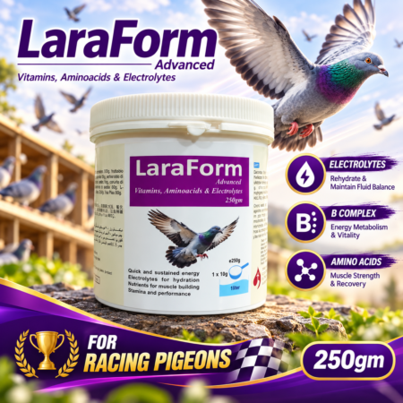 Lara Form Racing Pigeon